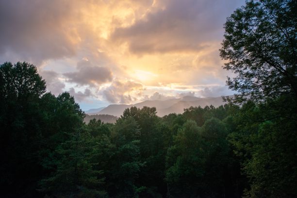 日出时森林里树木的美丽照片图片下载