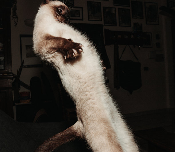 猫宠物在不自然的奇怪的跳跃图片下载