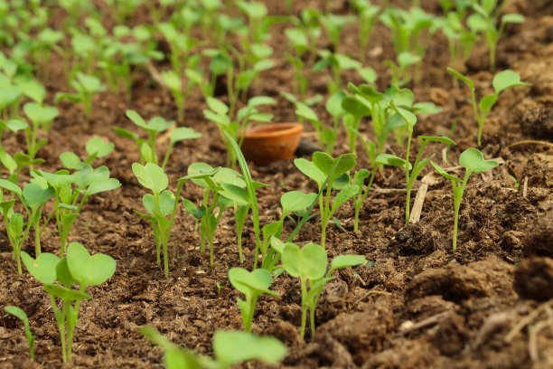 全帧图片，种植萝卜苗的蔬菜园床，干燥的堆肥，土壤条件差，重点关注前景图片下载