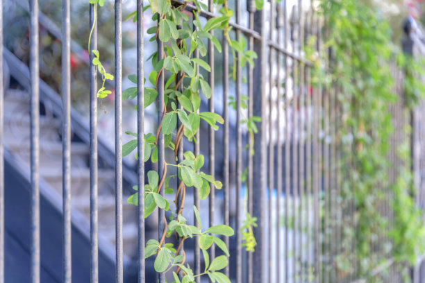 在加利福尼亚旧金山的栅栏金属栏杆上爬行的植物图片下载