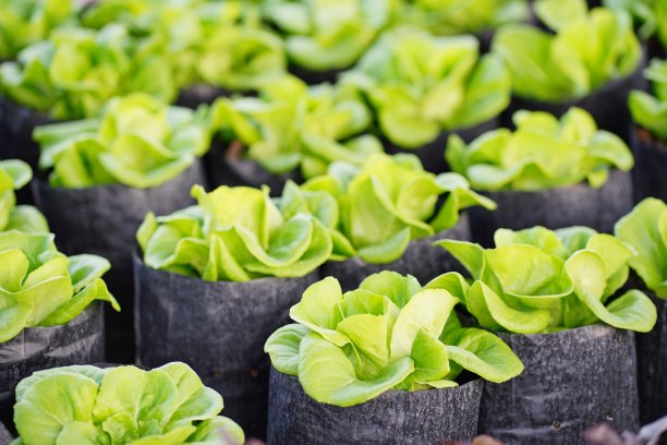 绿色黑色袋装有机蔬菜图片下载