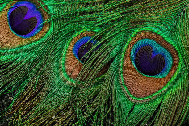 黑色背景上的孔雀羽毛特写照片图片下载