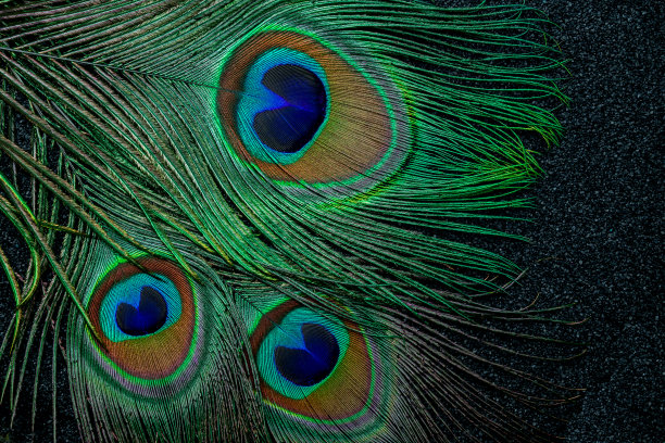 黑色背景上的孔雀羽毛特写照片图片下载