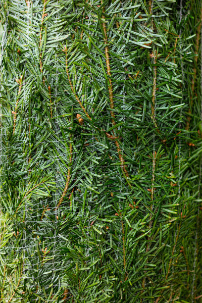 圣诞树特写在特殊的网，自然背景，冷杉，云杉。图片下载