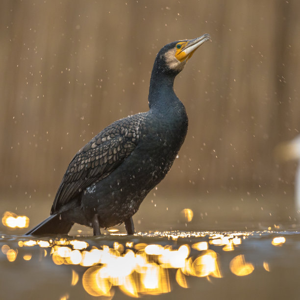 大鸬鹚在日落的倒影图片下载