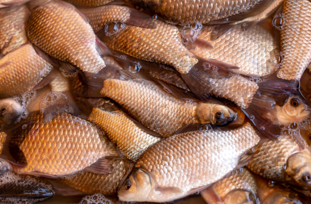 水里有很多刚抓到的鲫鱼图片下载