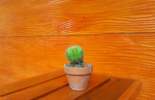 仙人掌花在裂纹壶顶部的木桌与橙色的背景图片下载