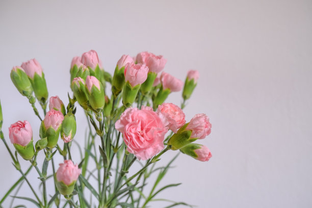 白色的墙壁上有一束粉红色的康乃馨。副本的空间。明信片的设计。花的背景图片下载