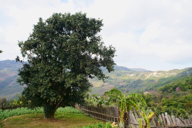中国的茶树有1800年的历史图片下载