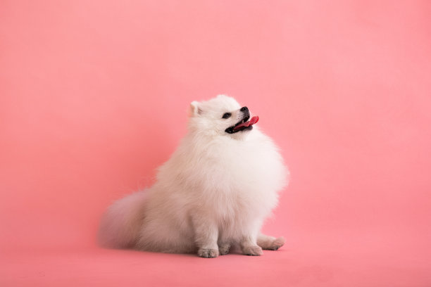 小狗品种博美犬滑稽地坐在粉红色的背景上图片下载