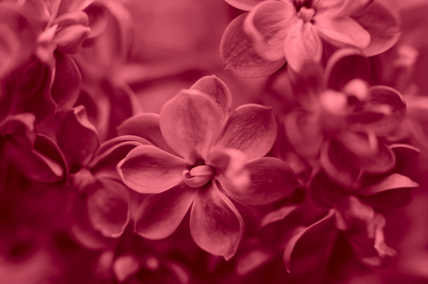 漂亮的紫丁香花。春天开花。图片下载