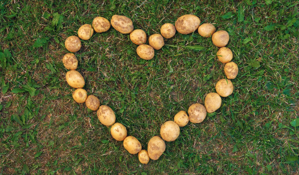 土豆摆成心形，寓意热爱健康食品的概念。土豆躺在绿色的草地上图片下载