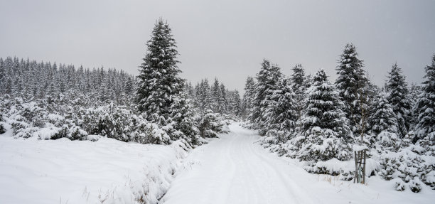 树被雪覆盖。山林里的冬天。图片下载