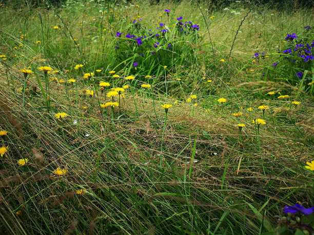 天然草地图片下载