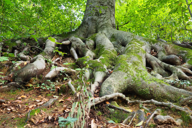 根上长满了绿色的苔藓。Banja Koviljaca，塞尔维亚，梯田公园。根是植物的地下部分，它的作用是加强它在土壤中的地位，并从土壤中吸收水分和养分。图片下载