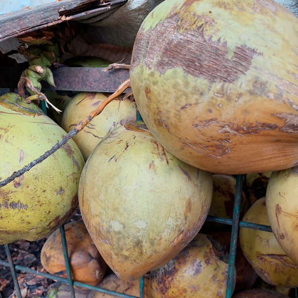 椰子对健康有很多好处图片下载