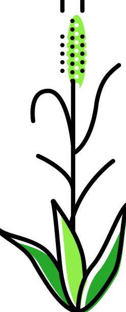 绿色大麦植物颜色图标图片下载