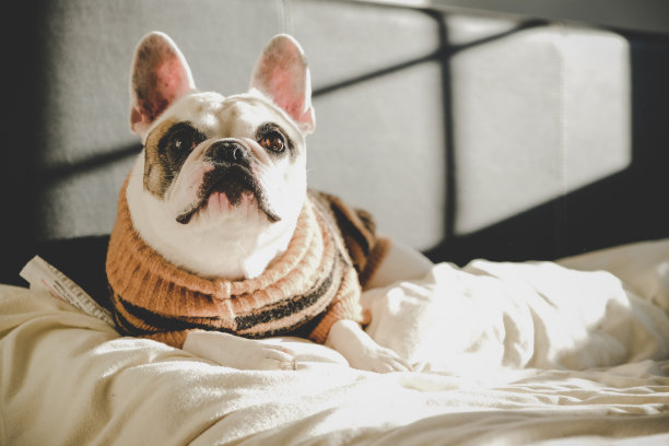 法国狗在床上休息图片下载