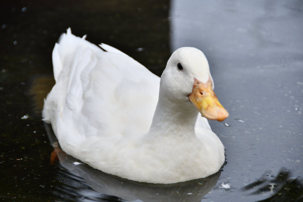 一只鸭子在池塘里游泳。图片下载