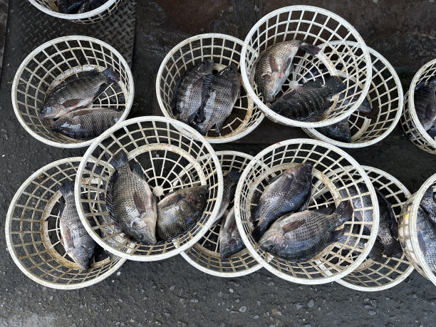 篮子里的鱼图片下载