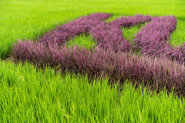 有机稻田中的黑米或米浆果。图片下载