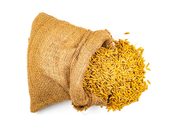 俯视图一堆刚收获的干金黄色茉莉大米从掉落的麻袋中流出。图片下载