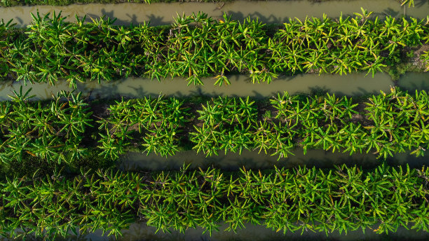 室外苗圃栽培树木和人工林鸟瞰图。泰国农村的香蕉种植园。培养业务。自然景观背景。图片下载