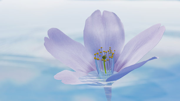 樱花在水面上轻轻摇曳图片下载