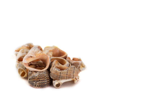 一把贝壳图片下载