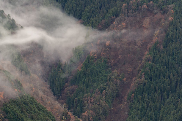 有云的森林图片下载