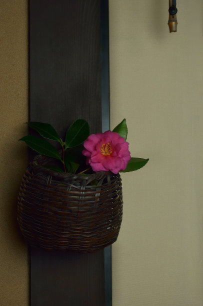 卡梅利亚在篮筐里图片下载