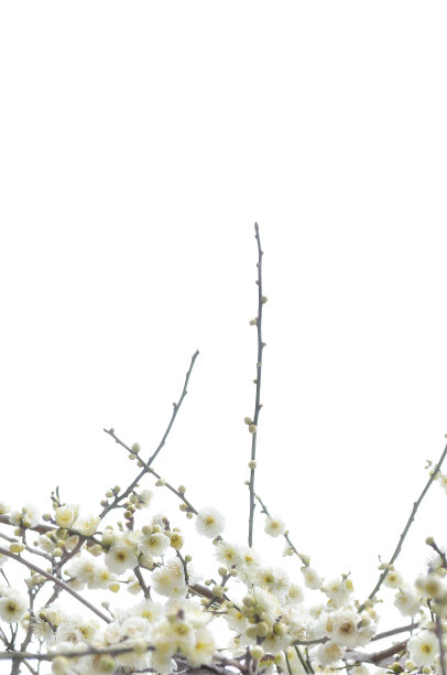 大拷贝空间的白梅图片下载