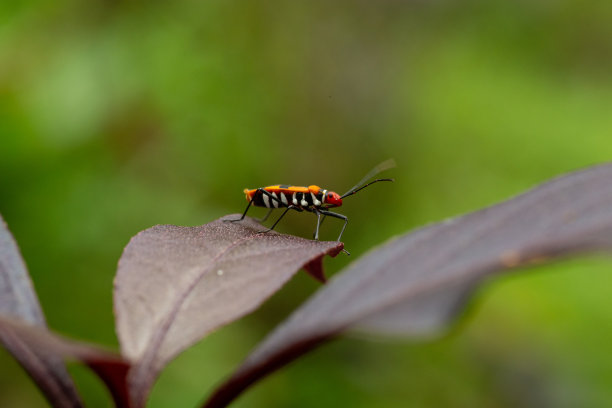 叶子上的红色棉花染色虫图片下载