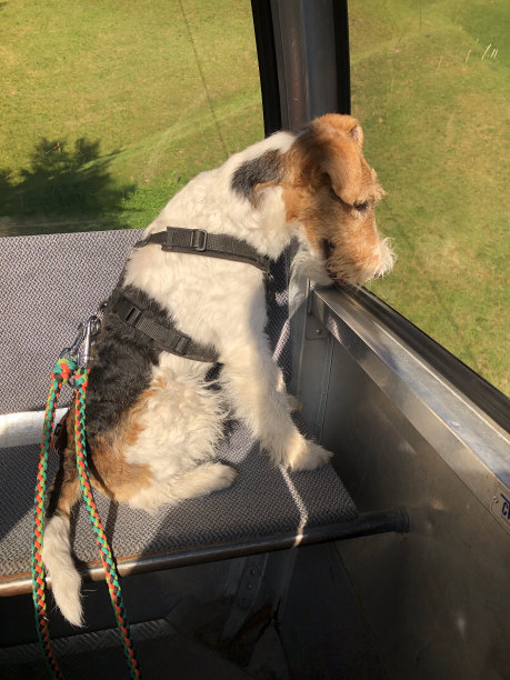 一只狗坐在贡多拉上，看着窗外图片下载