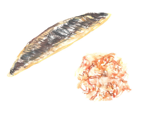 水彩画的干鲣鱼插图图片下载