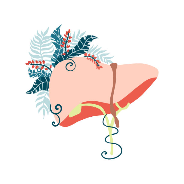 肝脏。明亮的插图与鲜花。人类的器官。矢量插图。图片下载