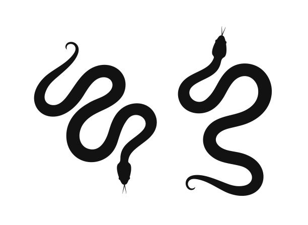 蛇的剪影。孤立的蛇在白色背景图片下载