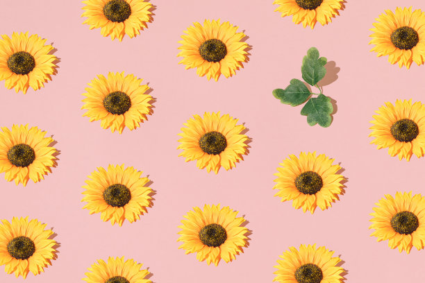在浅粉色背景上排列向日葵和树叶。模式。最小的设计。图片下载