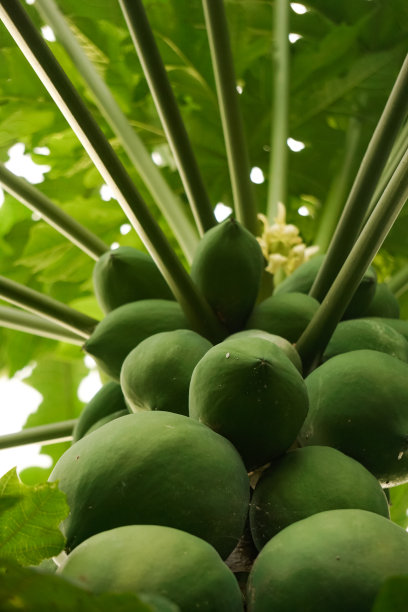 树上有木瓜果图片下载