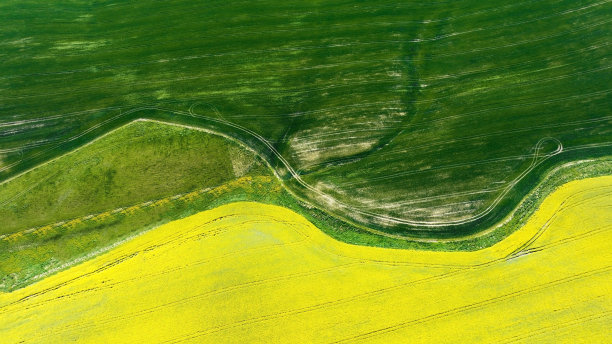 青稞的绿色纹理如同油菜籽田的黄色背景图片下载