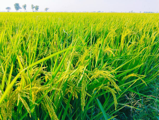 水稻警察农场田野绿色水稻dhan种子谷物种植园查瓦尔菲尔德农业农村农村户外景观草甸视图图像库存照片。图片下载