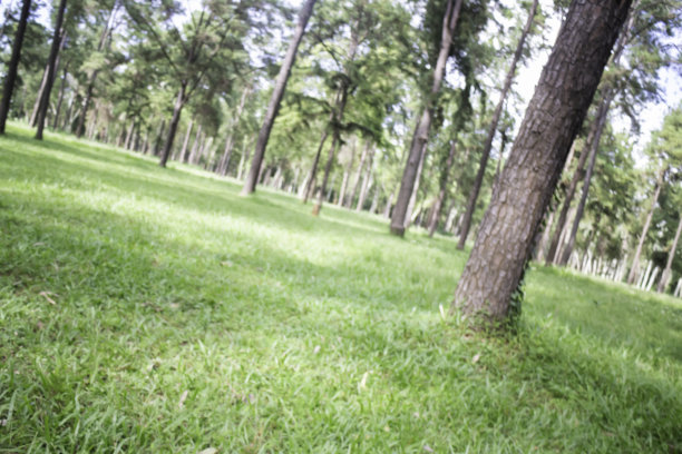 在公共公园的本地绿草地图片下载