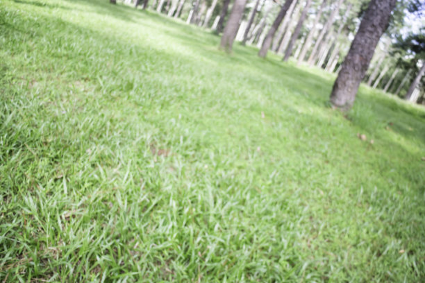 在公共公园的本地绿草地图片下载