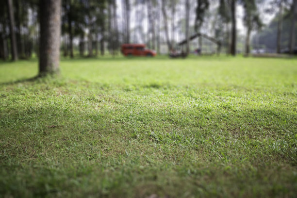 在公共公园的本地绿草地图片下载