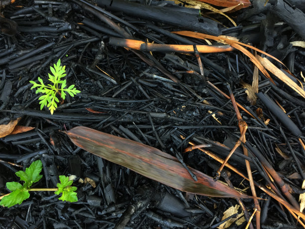 被烧成木炭的竹子。图片下载