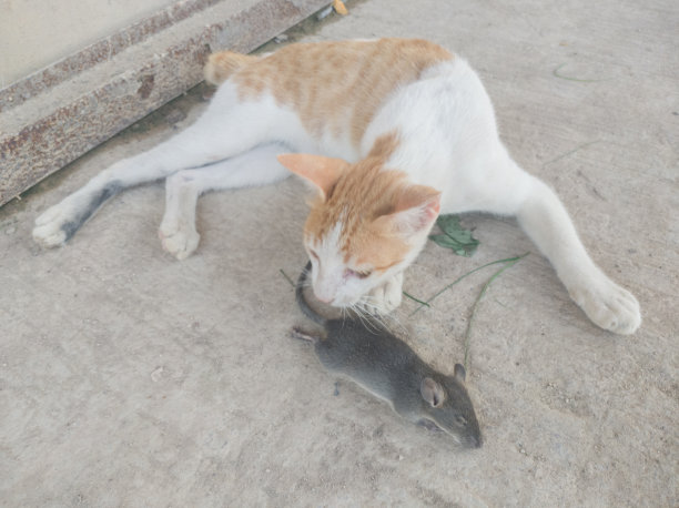 选择性关注死于被猫吃掉的老鼠图片下载