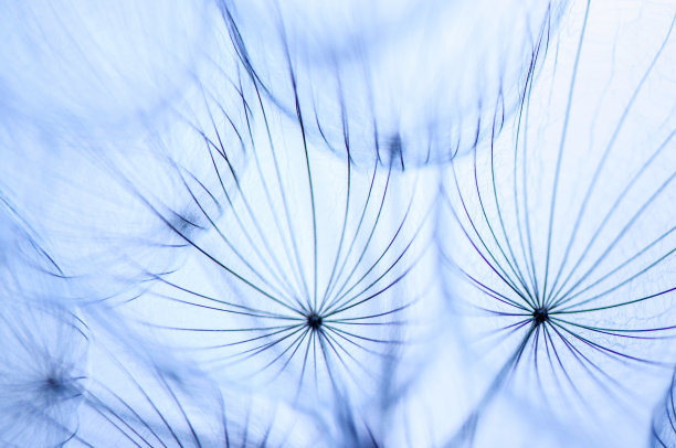 蒲公英-11微距摄影艺术图片下载