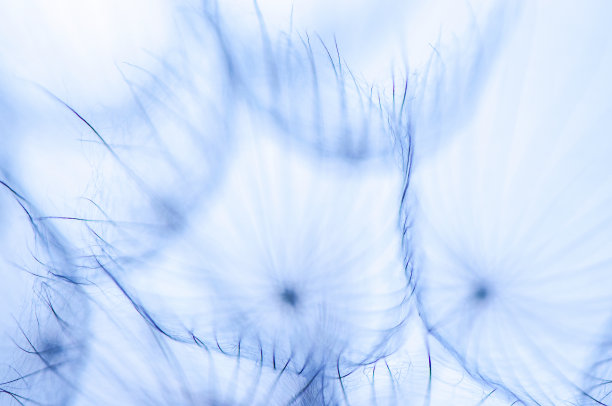 蒲公英-5微距摄影艺术图片下载