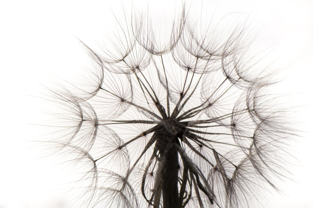 蒲公英-10微距摄影艺术图片下载