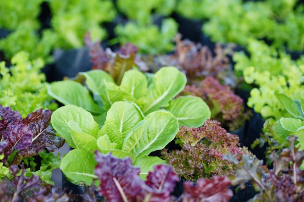 绿色黑色袋装有机蔬菜图片下载